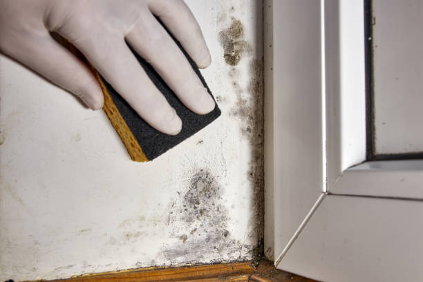 Best Biohazard Mold Removal  in Port Monmouth, NJ